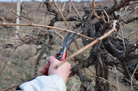 Pruning vines with red scissors の写真素材