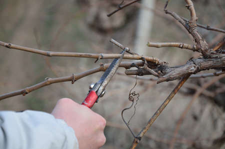 Pruning vines with red scissors 