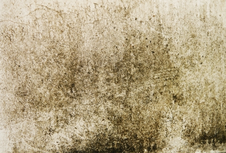 grunge cement wall background with lichen の写真素材