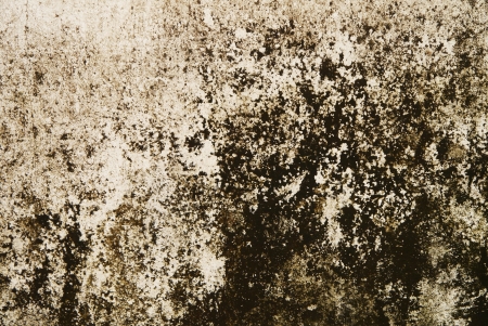 grunge cement wall background with lichen の写真素材