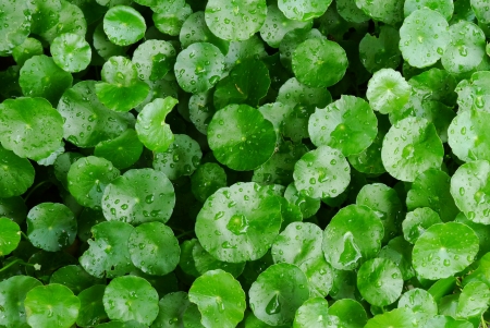 Centella asiaticaの写真素材