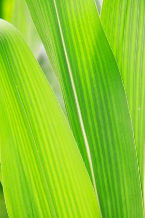 Corn Leaf close-upの写真素材