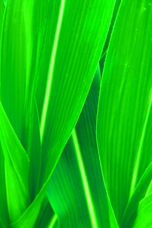 Corn Leaf close-upの写真素材