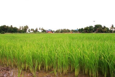 Rice fields in country of thailandの写真素材