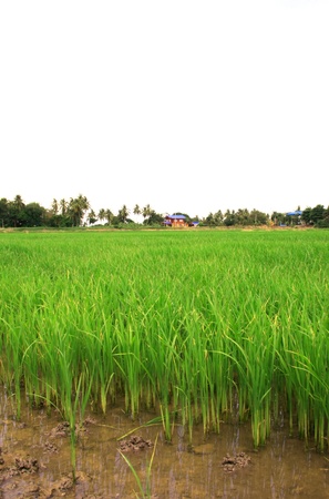 Rice fields in country of thailandの写真素材