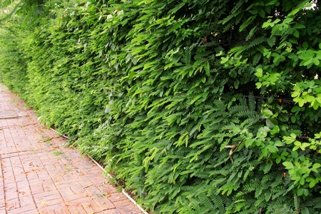 Green leaves wall の写真素材