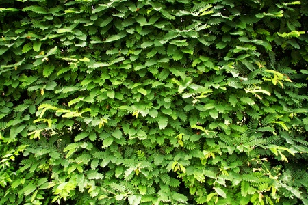 Green leaves wall background の写真素材