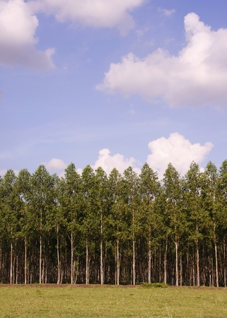 The Plantation of Eucalyptus for paper industry  の写真素材