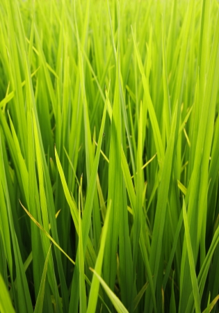 green rice fieldの写真素材