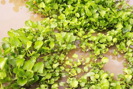 Water hyacinth float on the waterの写真素材