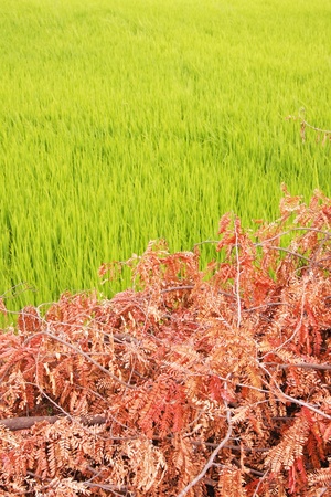  Dead trees with rice field, contrast の写真素材