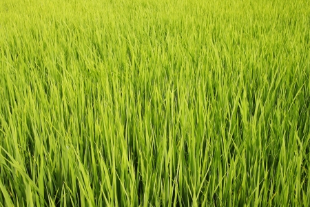 Rice fields in country of thailandの写真素材