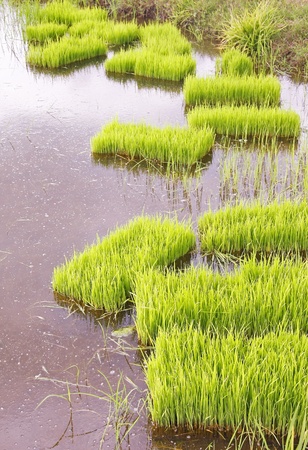  rice seedlings 	, rice sprouts in Thailandの写真素材