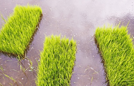  rice seedlings 	, rice sprouts in Thailandの写真素材
