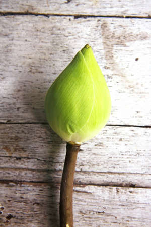 fresh bud lotus  for worship buddha on woodenの写真素材