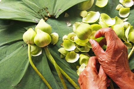 Woman folding the petals of lotus  for worship buddhaの写真素材