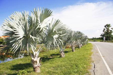 Bismarck Palm trees with blue skyの写真素材