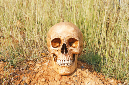 still life with human skull in dry field background の写真素材