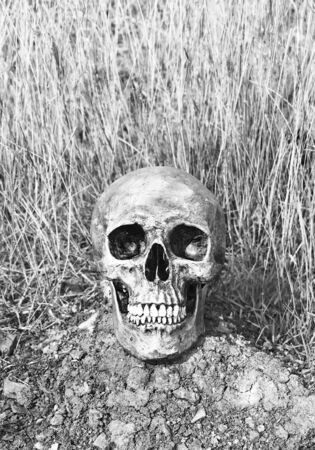 still life with human skull in dry field background の写真素材