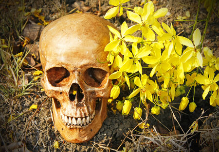 still life with human skull and Cassia fistula flower  Golden Shower Flower  on dry cracked ground  の写真素材