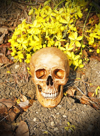 still life with human skull and Cassia fistula flower  Golden Shower Flower  on dry cracked ground  の写真素材