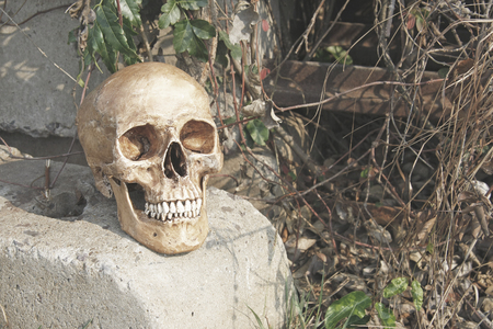 still life with skull human in overgrown  の写真素材