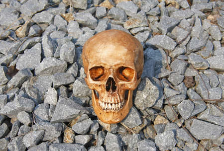 still life with skull on the stone pile of gravel  の写真素材