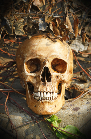 still life with skull human in overgrown tree  の写真素材
