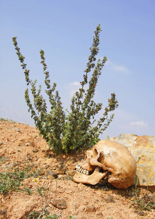 still life with skull human on dry ground and dry field with blue sky life after death  の写真素材