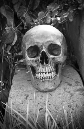 still life with skull human in overgrown tree in black and white concept  の写真素材