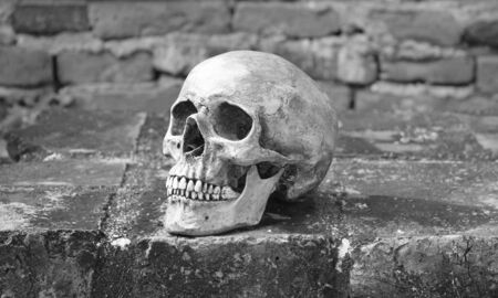 still life with skull human and old vintage brick wall.(black and white)の写真素材
