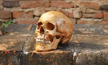 still life with skull human and old vintage brick wall.の写真素材