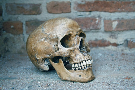 still life with skull human and old vintage brick wall.の写真素材