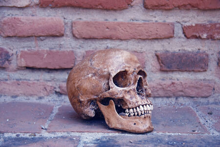 still life with skull human and old vintage brick wall.の写真素材