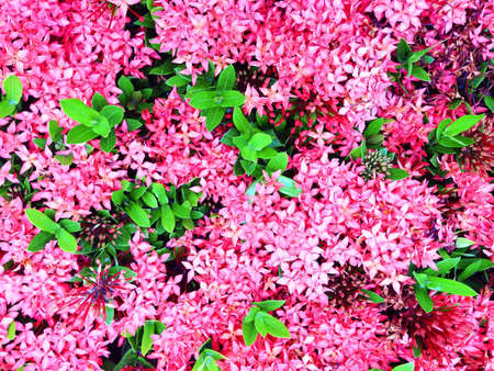 Ixora flowerの素材