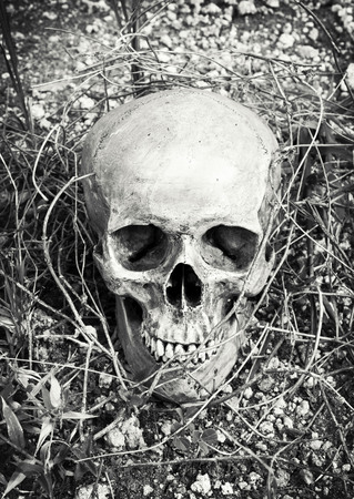 still life with skull human in overgrown tree in black and white filter effect.の写真素材