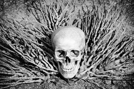 still life with skull human on dry ground in black and white filter effect.の写真素材