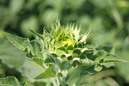 bud sunflowersの写真素材