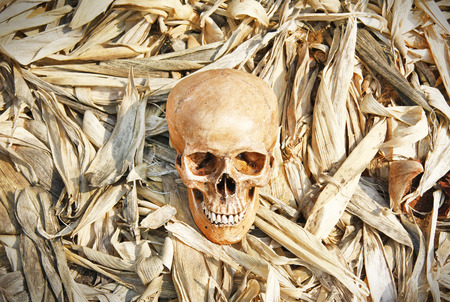 still life with skull human on dry groundの写真素材