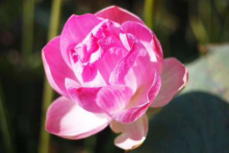 beautiful lotus flower plantPink waterlilyの写真素材