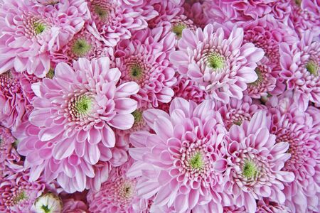 pink chrysanthemum flower backgroundの写真素材