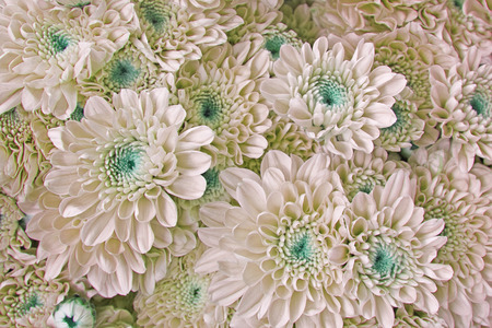 chrysanthemum flower background in monochrome filter effect.の写真素材