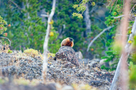Yellow-Bellied Marmot sitting on a rock in Yellowstone National Parkの写真素材
