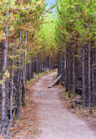 Hiking trail through pine forest in Yellowstone National Park. High quality photo