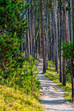Hiking trail through pine forest in Yellowstone National Park. High quality photoの写真素材