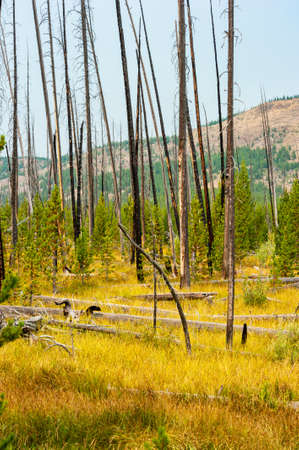 Pine forest recovering from a wildfire in Yellowstone. High quality photoの写真素材