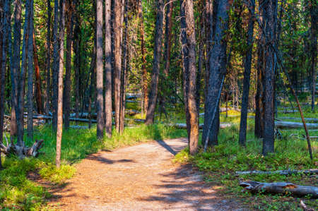Hiking trail through pine forest in Yellowstone National Park. High quality photo