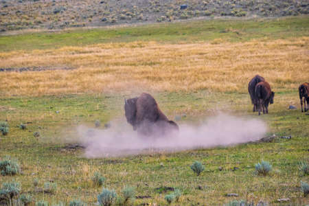 American bison rolls in a wallow taking a dust bathの写真素材