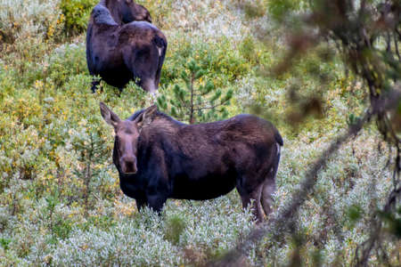 A cow Moose in a field in Yellowstone National Parkの写真素材
