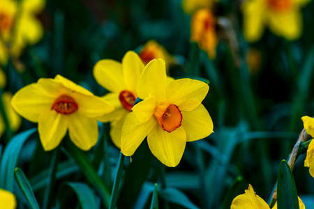 Close up yellow daffodils with orange center in springtime